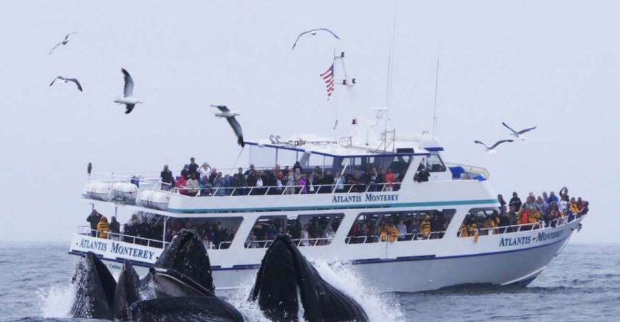Monterey: Whale Watching Tour with A Marine Guide - Who is This Tour Perfect For?
