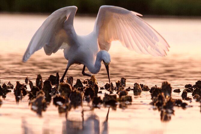 Morning Beaufort River Tour - Final Thoughts