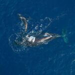 Morning Sail With the Whales Ma'alaea - Real Experiences and Authentic Insights