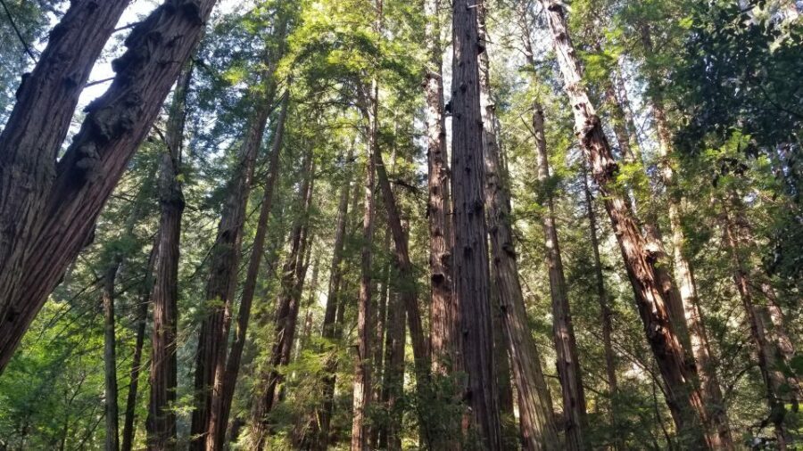 Muir Woods, Sausalito and Ferry back to Fisherman's Wharf - Final Thoughts