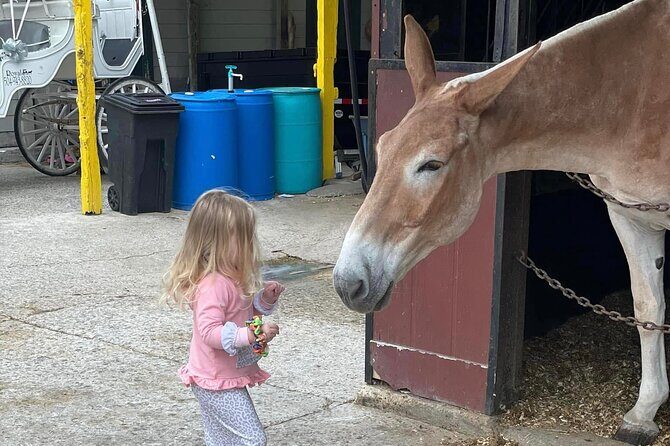 Mules in New Orleans Barn Tour - Summary