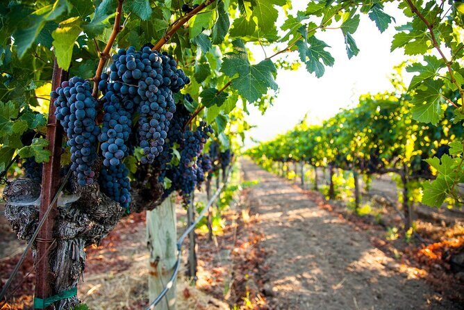 Napa and Sonoma Full-Day Wine Tour from San Francisco - What We Love About This Tour