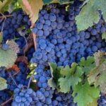 Napa: DeLoach Vineyards Private Wine Tour and Tasting - What to Expect on the Day