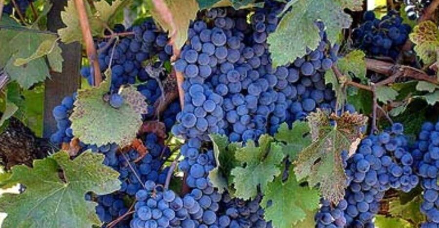 Napa: DeLoach Vineyards Private Wine Tour and Tasting - What to Expect on the Day