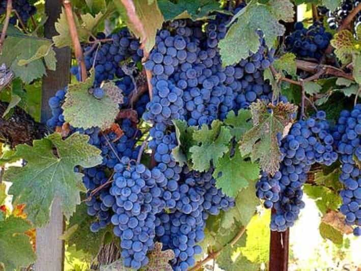 Napa: Private Wine Tour and Tasting at Copain Wines Winery - The Breakdown: What You Can Expect