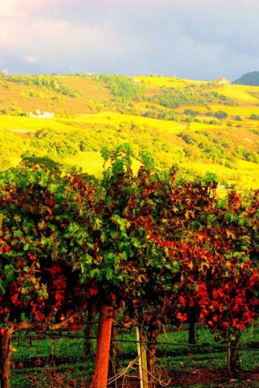 Napa & Sonoma Valley: Judgement of Paris Tour - What to Expect from the Experience