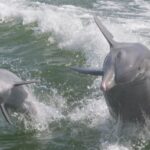 Naples, FL: Manatee, Dolphin, 10,000 Islands Beach Eco Tour - Authentic Reviews and What They Tell Us