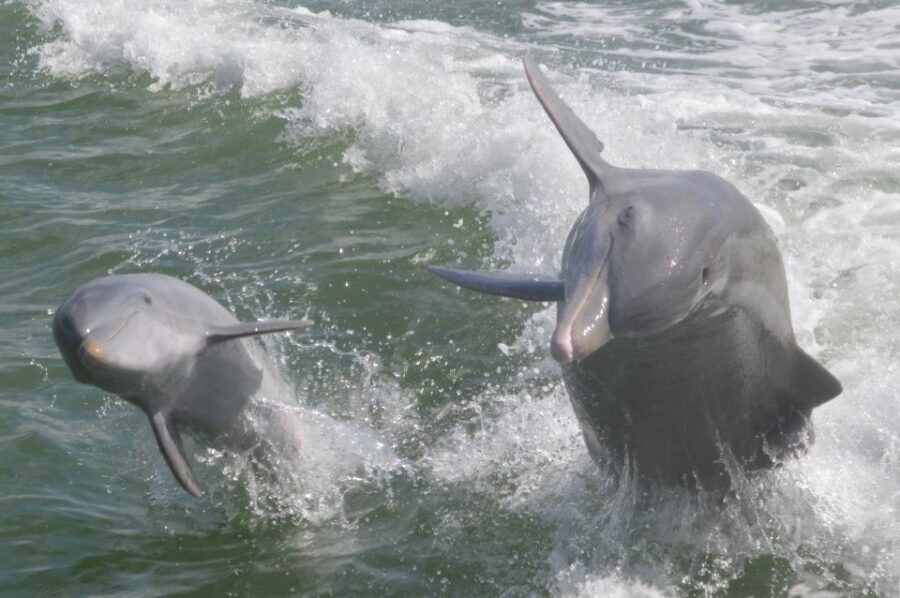 Naples, FL: Manatee, Dolphin, 10,000 Islands Beach Eco Tour - Authentic Reviews and What They Tell Us