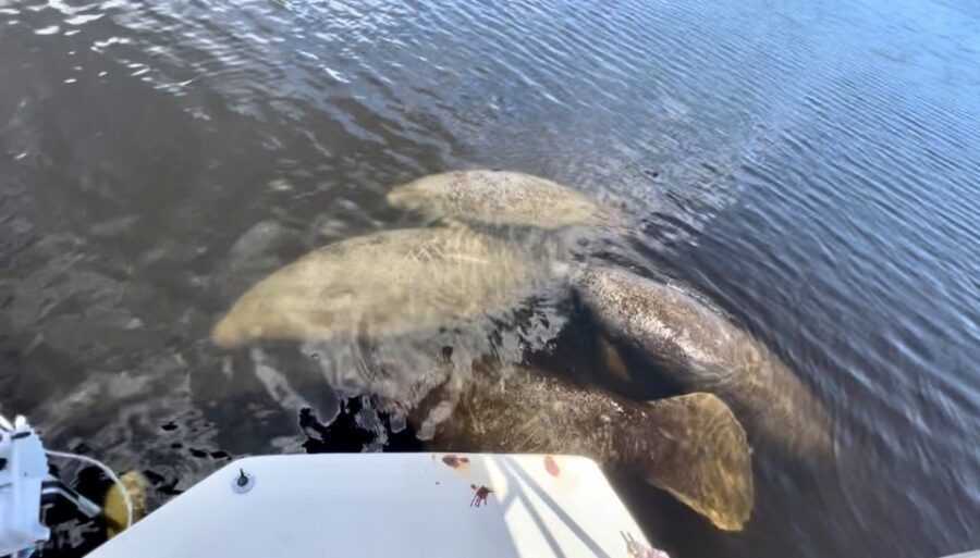 Naples, FL: Manatee Sightseeing and Wildlife Boat Tour - What You Can Expect During the Trip