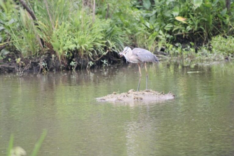 New Orleans: 10 Passenger Airboat Swamp Tour - Why This Tour Offers Good Value