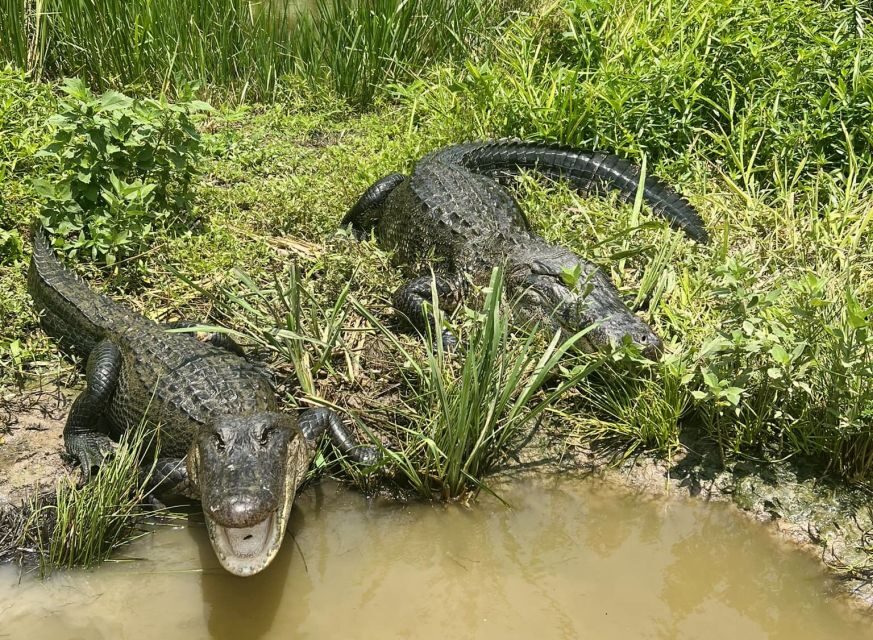 New Orleans: 16 Passenger Airboat Swamp Tour - Why This Tour Is a Great Value