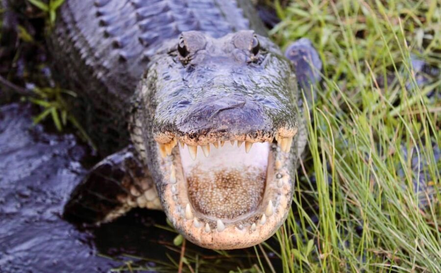 New Orleans: 6 Passenger Premium Airboat Swamp Tour - The Itinerary Breakdown