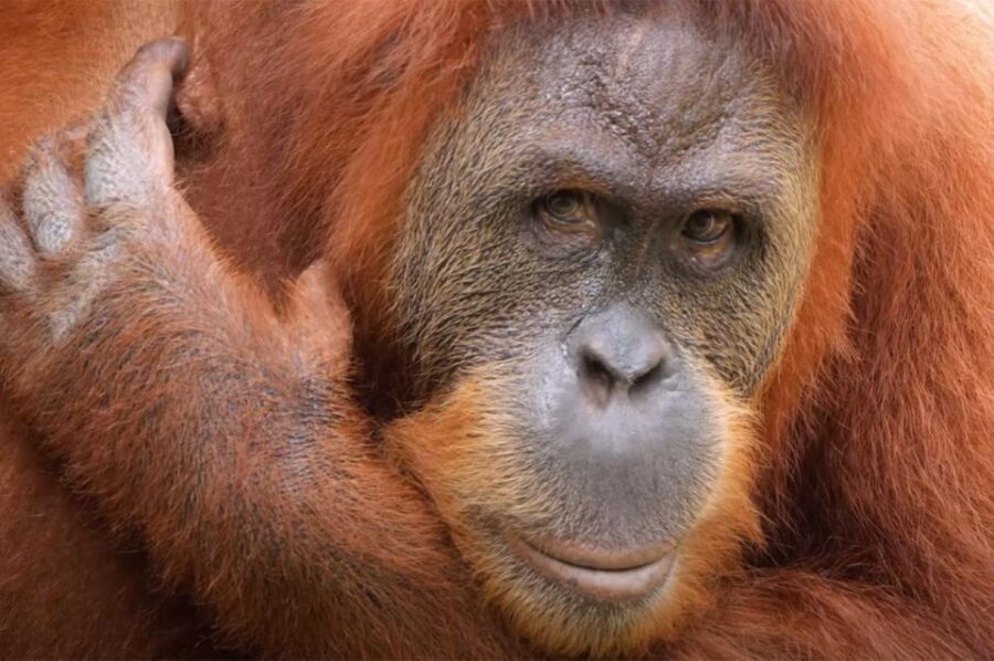 New Orleans: Audubon Zoo Ticket and Combination Option - How the Pricing Stacks Up