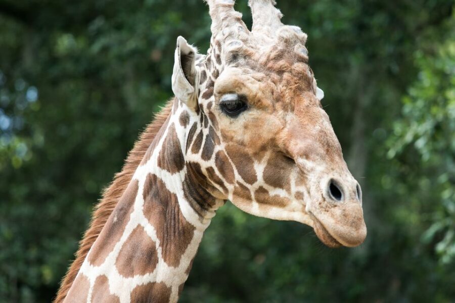 New Orleans: Audubon Zoo Ticket and Combination Option - What You Can Expect at Each Major Exhibit
