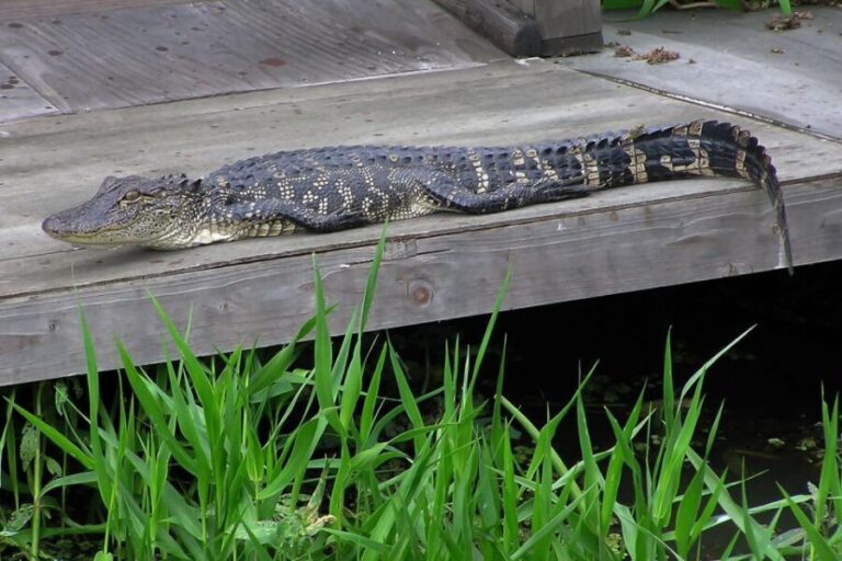 New Orleans: Destrehan Plantation & Airboat Combo Tour - What Makes This Tour Stand Out?