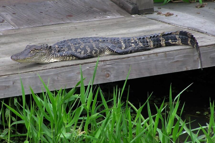 New Orleans: Destrehan Plantation & Airboat Combo Tour - What Makes This Tour Stand Out?