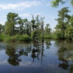 New Orleans: High Speed 16 Passenger Airboat Ride - The Verdict: Who Should Consider This Tour?