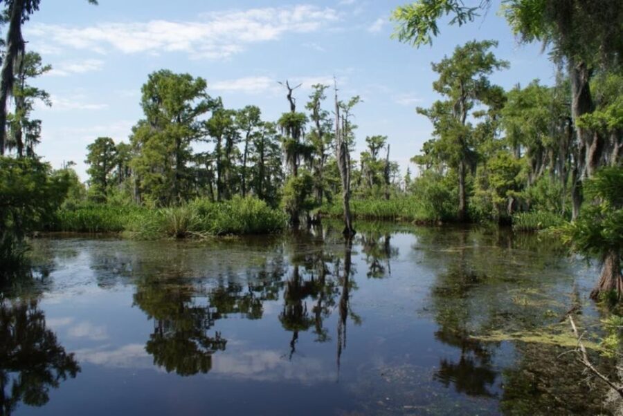 New Orleans: High Speed 16 Passenger Airboat Ride - The Verdict: Who Should Consider This Tour?