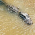 New Orleans: High Speed 9 Passenger Airboat Tour - The Itinerary Breakdown