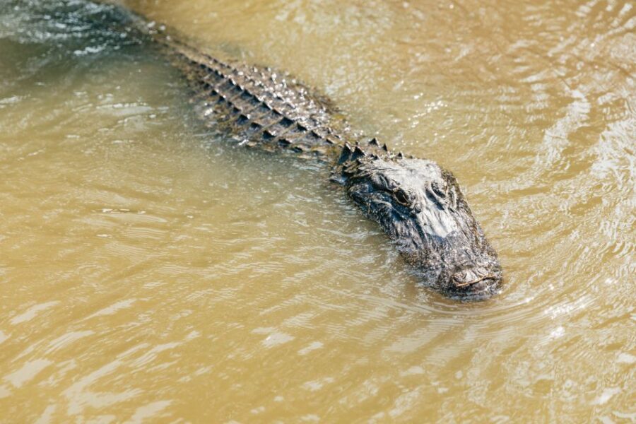 New Orleans: High Speed 9 Passenger Airboat Tour - The Itinerary Breakdown