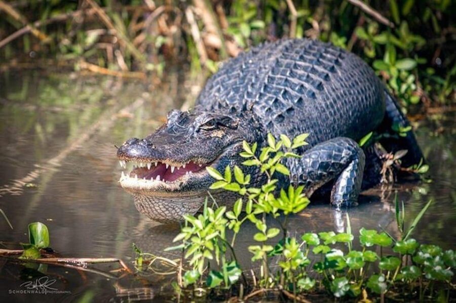 New Orleans: Honey Island Swamp and Bayou Boat Tour - FAQ