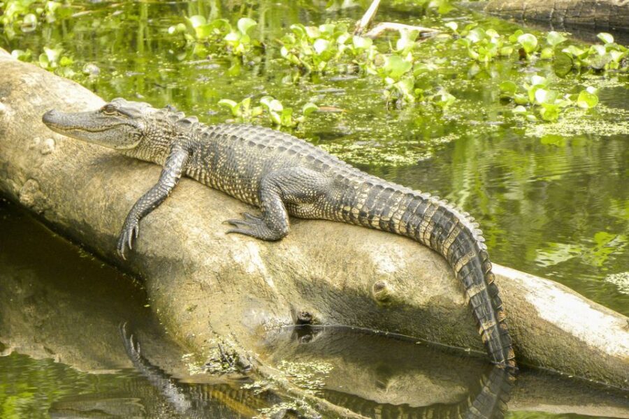 New Orleans Manchac Bayou Swamp Cruise W/ Optional Pick-Up - Key Points