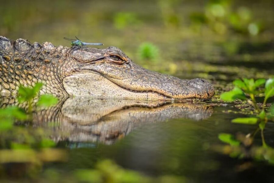 New Orleans: Manchac Magic Kayak Swamp Tour - The Sum Up