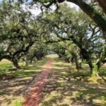 New Orleans: Oak Alley & Laura Plantation Tour w/Transport - Final Thoughts: Is This Tour Worth It?