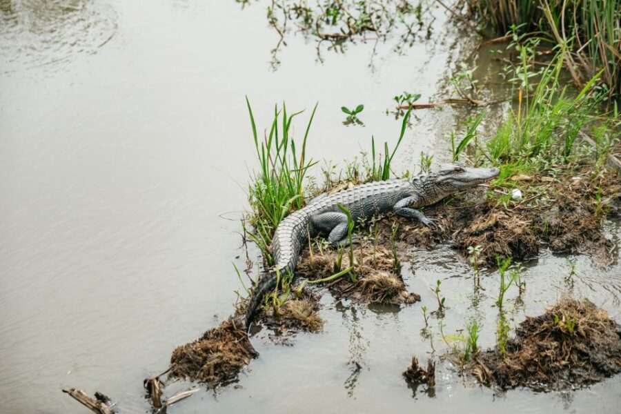 New Orleans: Oak Alley Plantation and Swamp Cruise Day Trip - Why This Tour Offers Great Value