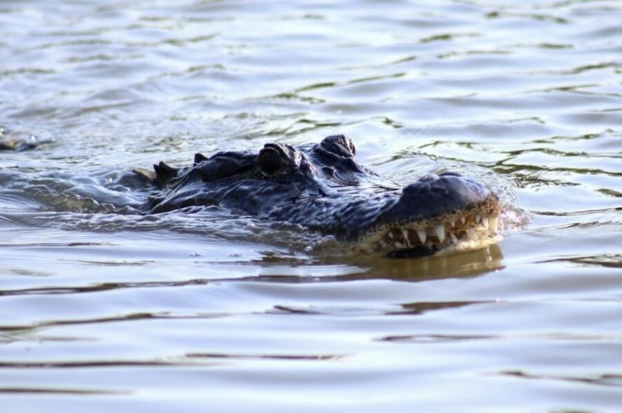 New Orleans: Swamp Tour on Covered Pontoon Boat - Detailed Review of the Swamp Tour Experience