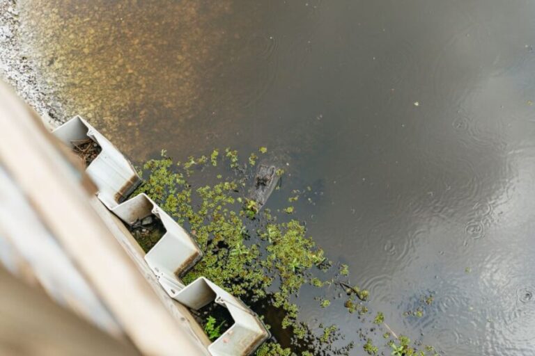 New Orleans: Swamp Zipline Tour - Is It Worth the Price?