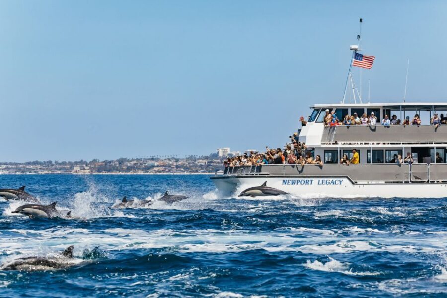 Newport Beach: 2-Hour Whale Watching Tour - The Value and Experience