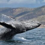Newport Beach: Luxury Whale Watching Catamaran Cruise - The Experience Onboard