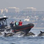 Newport Beach: Ultimate Whale Watching Adventure - The Value of a Small-Group Experience