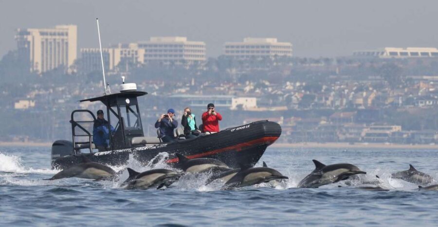 Newport Beach: Ultimate Whale Watching Adventure - The Value of a Small-Group Experience