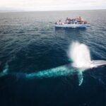 Newport Beach: Whale and Dolphin-Watching Cruise - Who Should Consider This Tour?