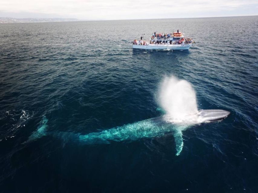 Newport Beach: Whale and Dolphin-Watching Cruise - Who Should Consider This Tour?