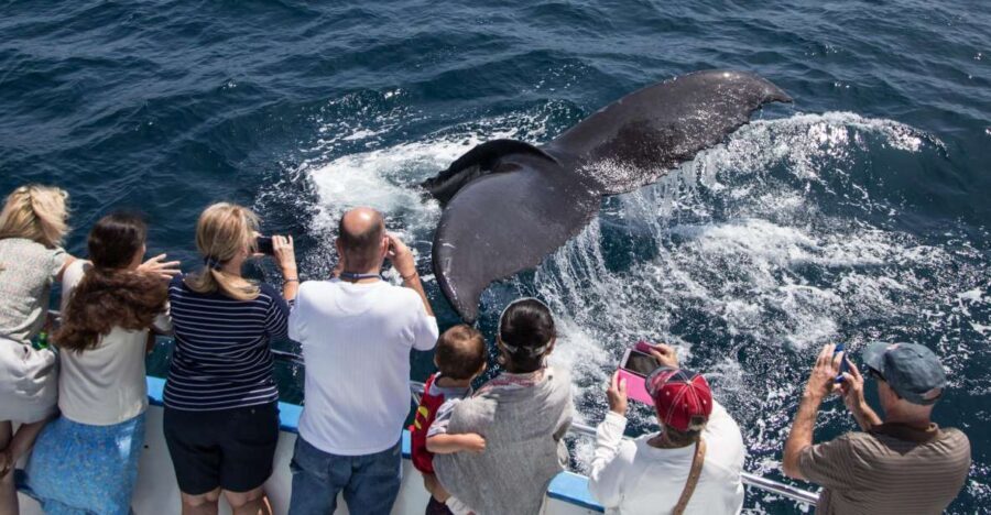 Newport Beach: Year-Round Whale Watching Cruise - Final Thoughts