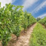 Niagara County Wine Tour and Tasting - What the Tour Includes and Excludes