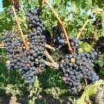 Niagara Falls, Canada: Full-Day Private Winery Tour - What’s Included and What’s Not
