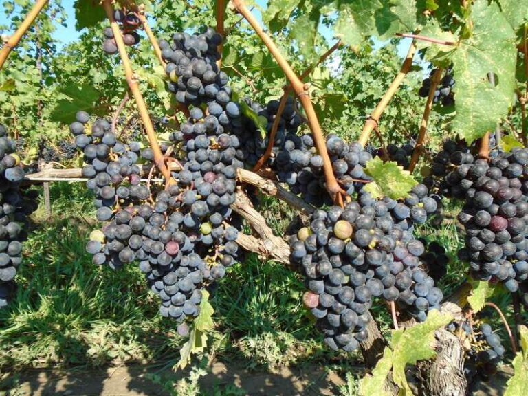 Niagara Falls, Canada: Full-Day Private Winery Tour - What’s Included and What’s Not