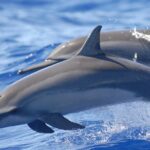 Night Manta Ray Tour | Departs from Keauhou Bay - The Itinerary in Detail