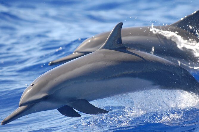 Night Manta Ray Tour | Departs from Keauhou Bay - The Itinerary in Detail