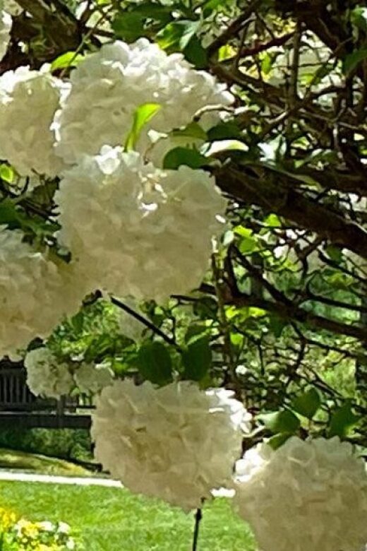 North Atlanta: Gibbs Gardens Self-Guided Slingshot Tour - Value and Practical Considerations