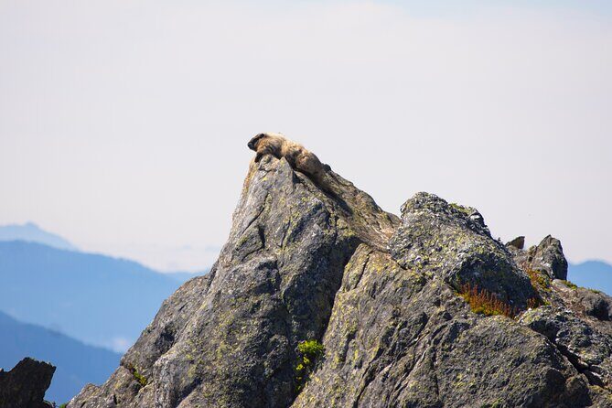 North Cascades Full Day Private Tour and Hike - Key Points