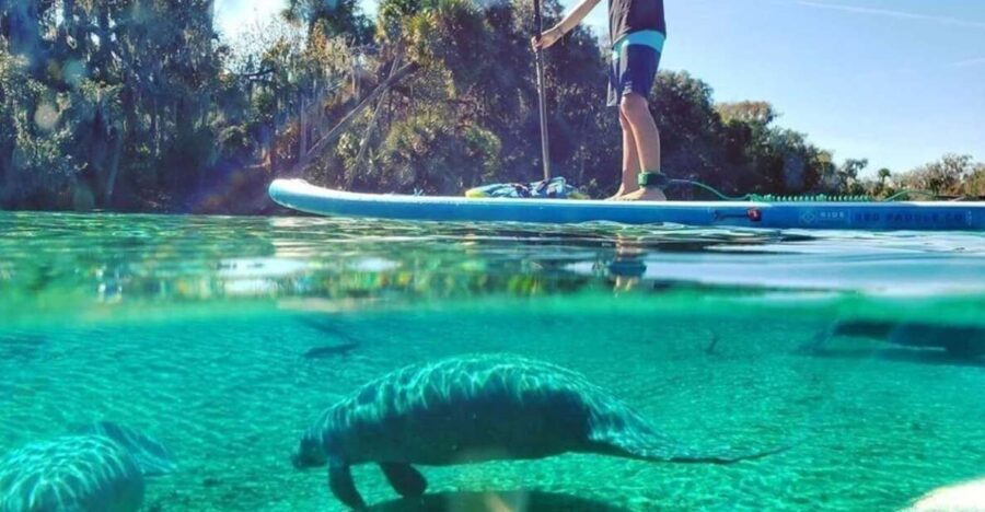 North Miami: Nature & Island Exploration on SUP/Kayak - Value and Pricing: What You’re Getting