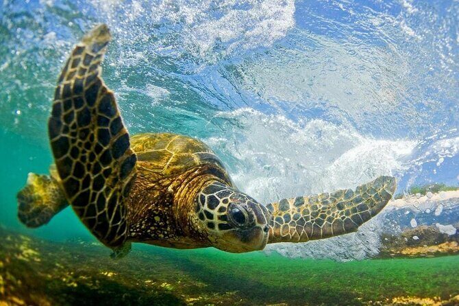 North Shore Private Tour - Final Thoughts: Is It Worth It?