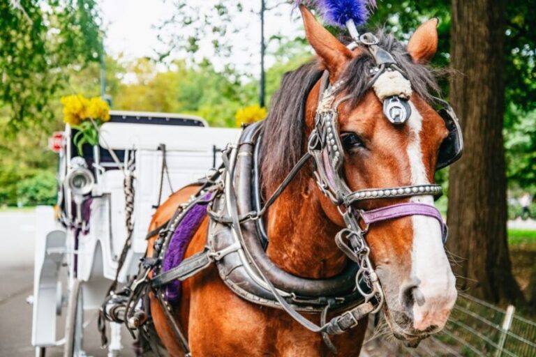 NYC: Guided Central Park Horse Carriage Ride - Photo Opportunities and Photo Stops