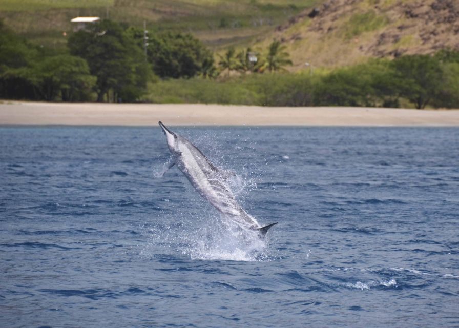 Oahu: Dolphin Swim and Turtle Snorkel Excursion in Waianae - The Authenticity and Value