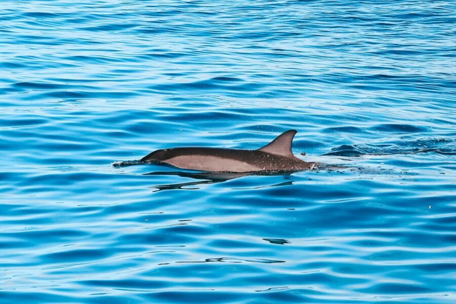 Oahu Dolphin Watch, Turtle Snorkel, Waterslide Activities - Setting the Scene: What to Expect on Your Day Out